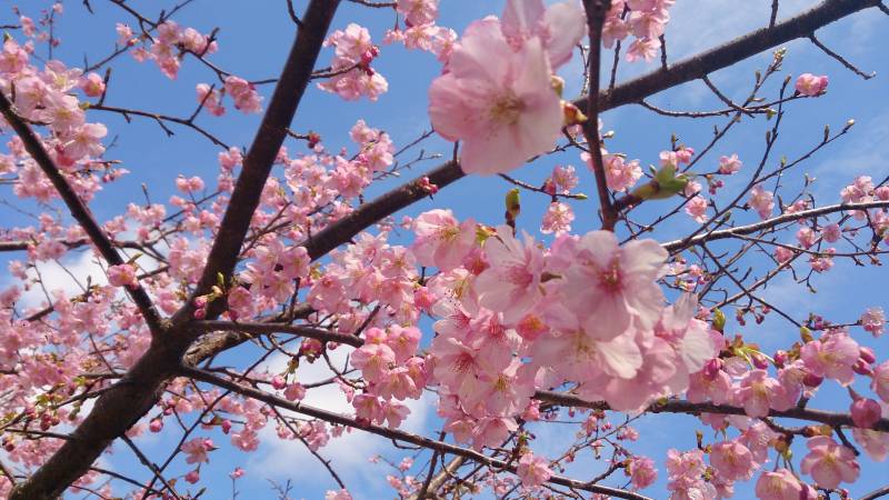 権兵衛桜（河津桜）　※以前の写真