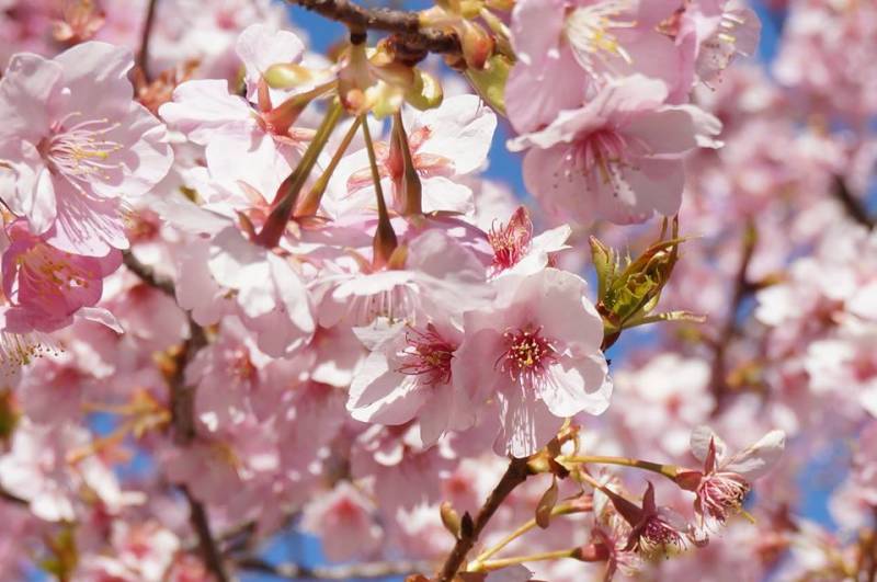 奇跡の川「銚子川」のほとりに咲く【権兵衛桜（河津桜）】が満開