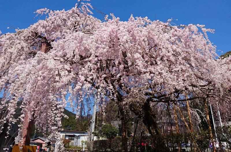 4/5の柏崎の【しだれ桜】