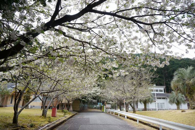 季の座にも春の訪れ【桜咲く】