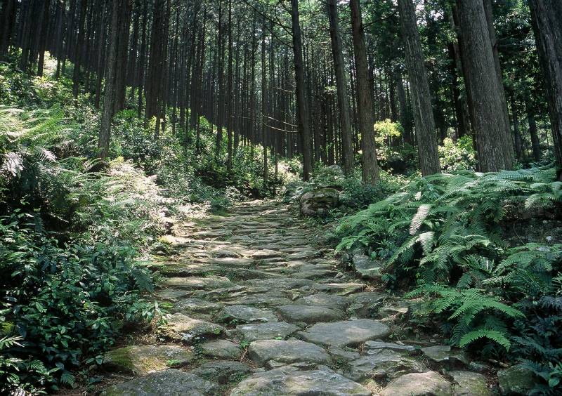 世界遺産「熊野古道」への無料送迎やっています！