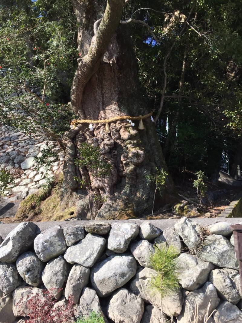 長嶋神社のクスの木