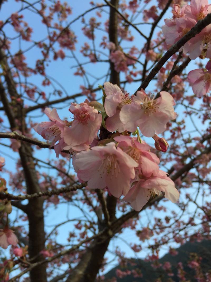 ごんべえ桜　8分咲き