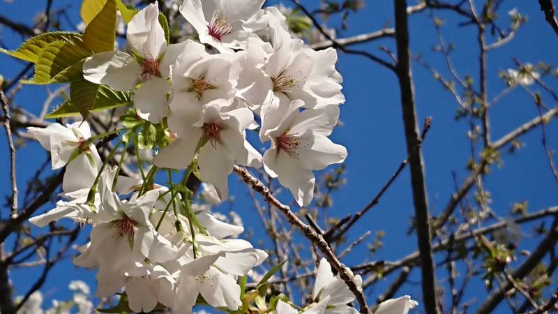 桜がきれいです♪