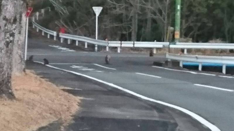 野生の猿