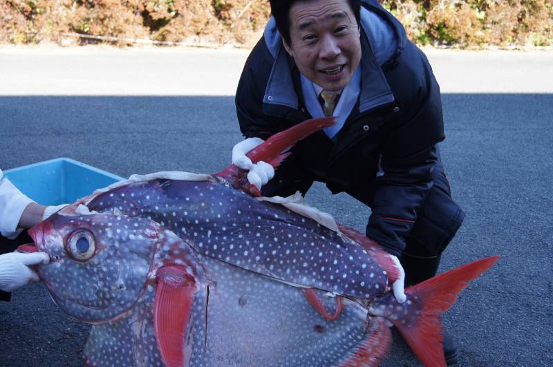 大きなマンタイ(アカマンボウ)仕入れました！