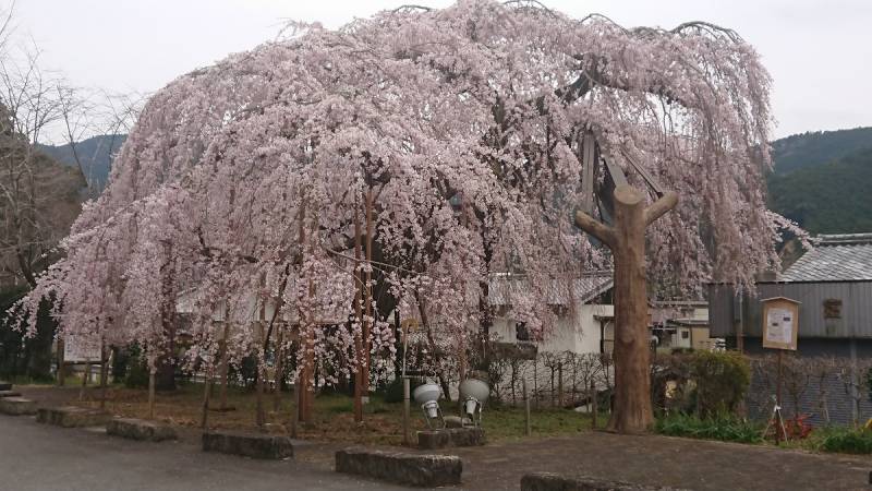 隣町の大紀町柏崎の【しだれ桜】が見ごろを迎えております！！ライトアップもあります！！