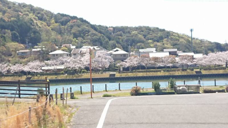 季の座のからお車ですぐ！片上池と桜が見ごろ♪♪