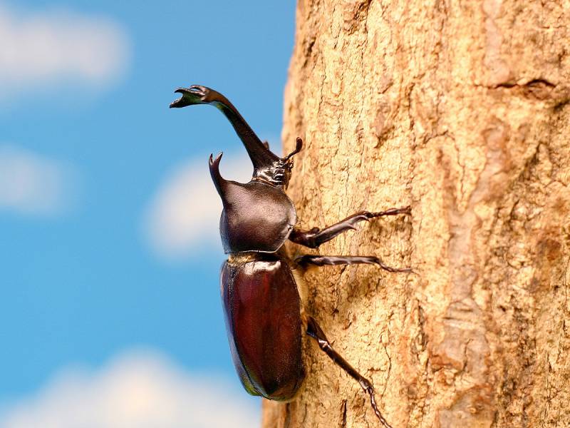 夏休みは、季の座で【カブトムシ・クワガタ】採集に出かけよう！　※月～金曜日限定