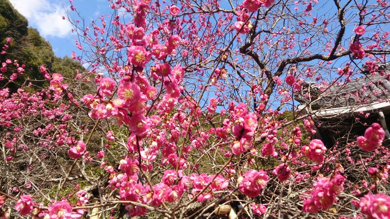 季節の花！！長楽寺の樹齢約290年【早咲きの紅梅（城腰紅梅）】が見頃です！