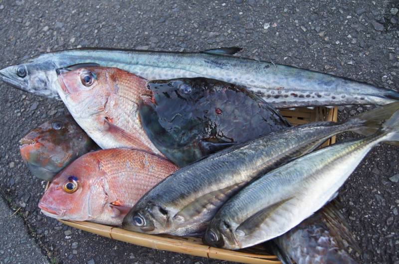 本日仕入れた鮮魚たち