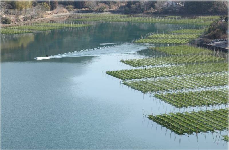 生産量全国一！栄養豊富で「海の緑黄色野菜」とも呼ばれる【あおさのり】収穫のシーズン！冬の風物詩！