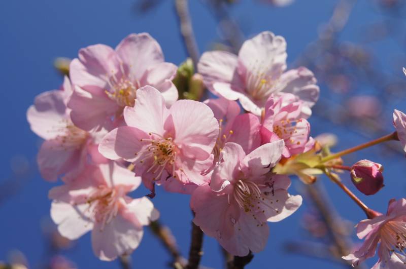 一足早い春の訪れ。季の座の敷地内の【河津桜】が咲き始めました！