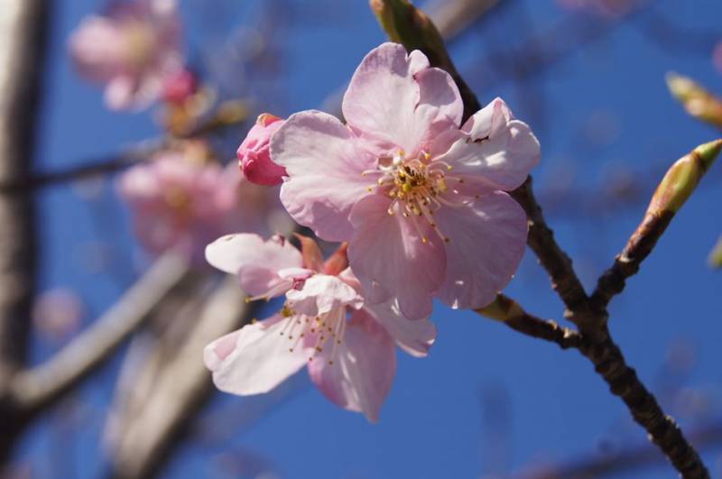 河津桜※イメージ