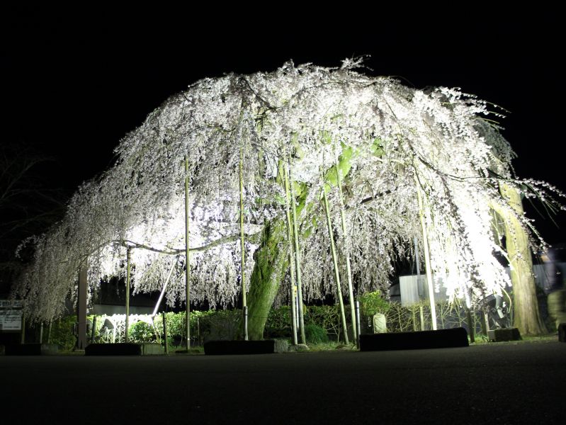 ライトアップされたしだれ桜