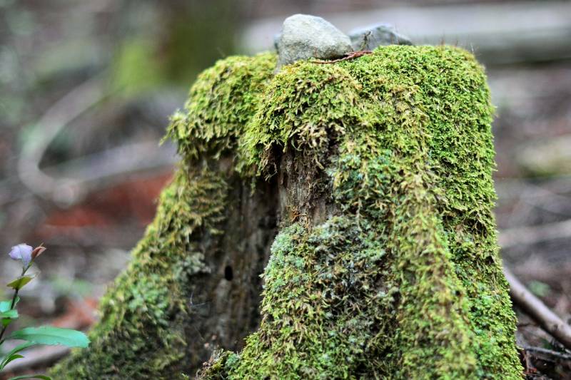 世界遺産熊野古道での【森林浴】で、「心」と「体」をリフレッシュ！