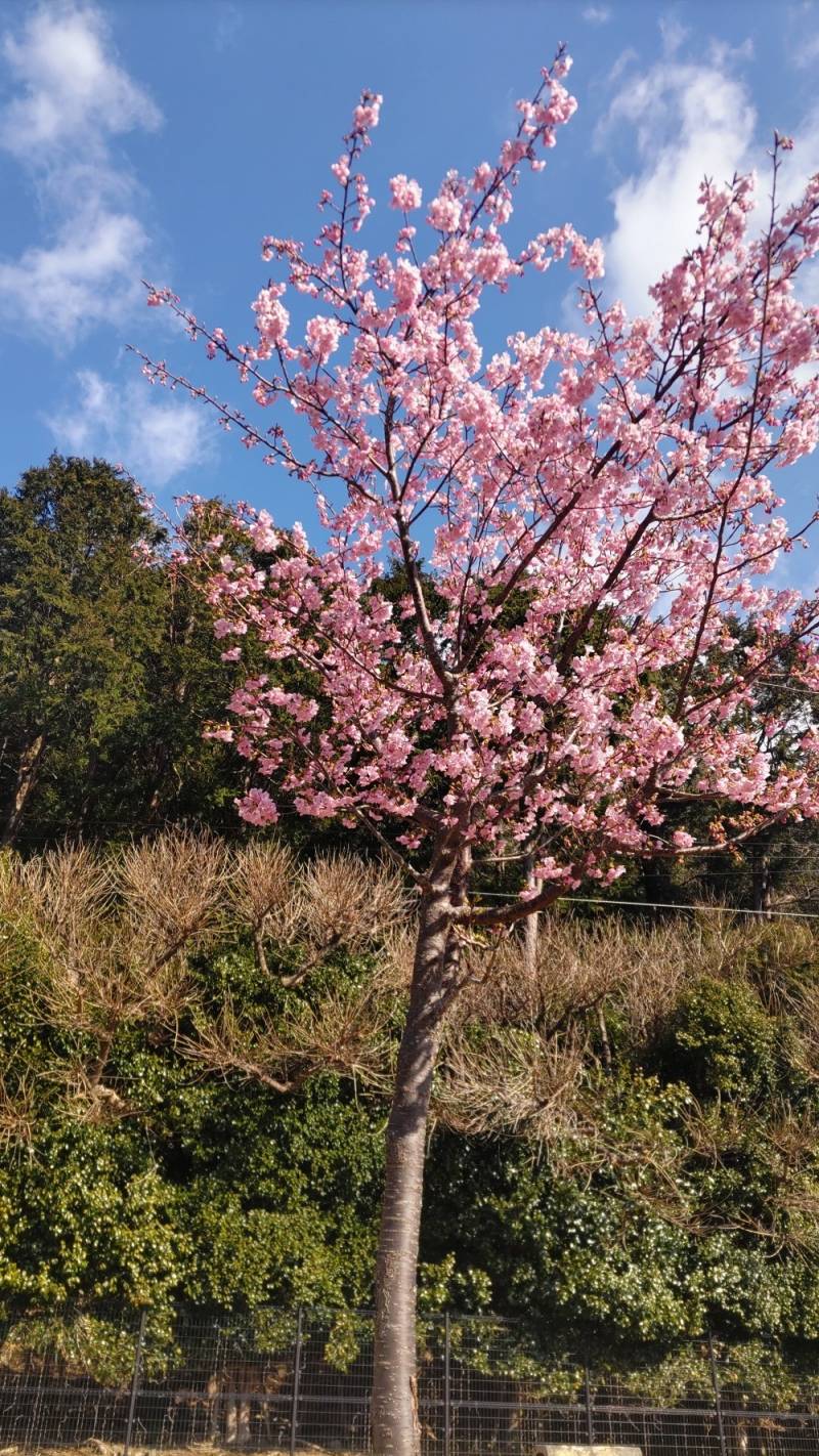 早桜が開花しました！