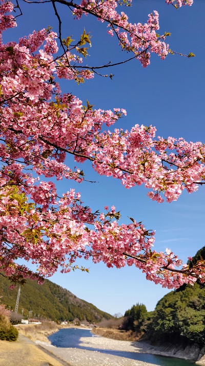 紀北町桜前線上昇中！！