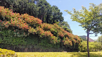 デイゴの花