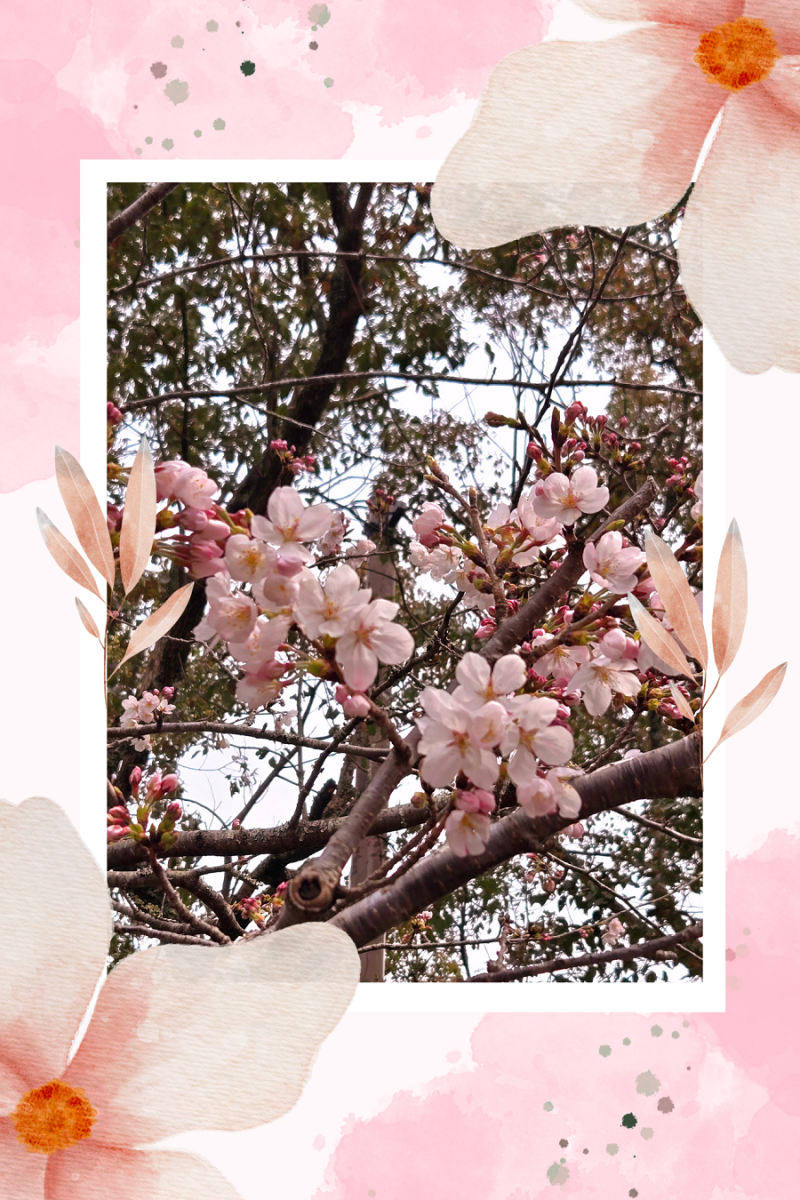 ソメイヨシノ開花