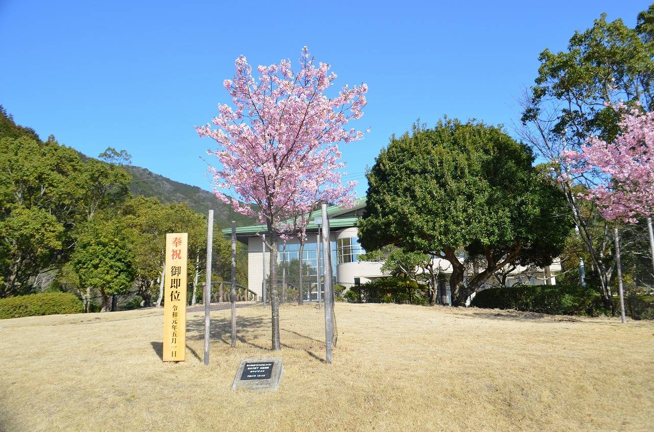 天皇陛下（当時皇太子殿下）がお手植えされた【河津桜】が見頃です。