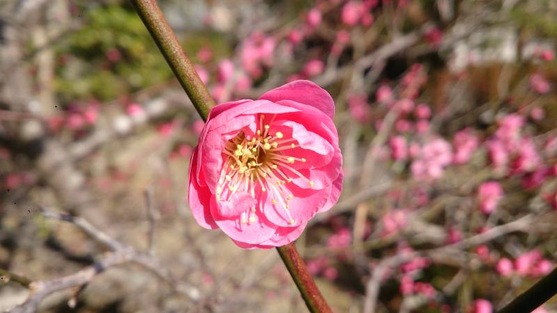 「城腰紅梅」　※写真は以前のもの