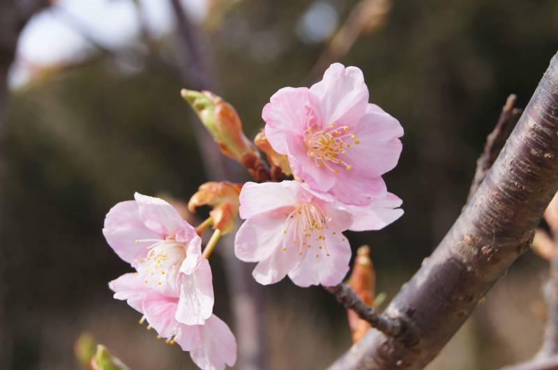 河津桜の花