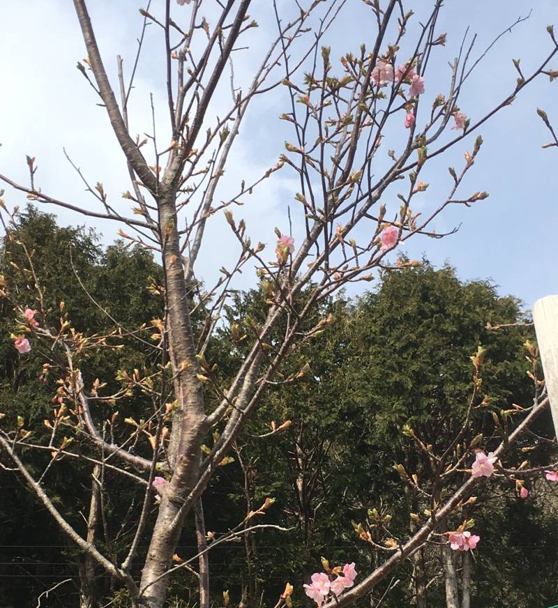 エントランス前の河津桜