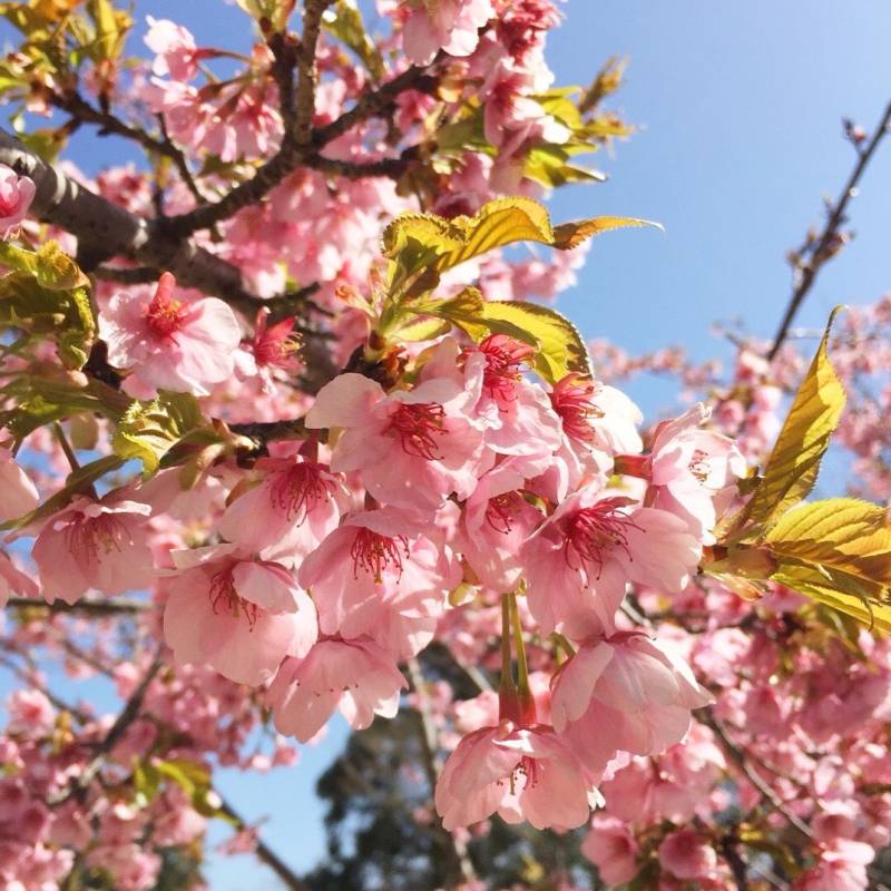 種まき権兵衛の里の桜