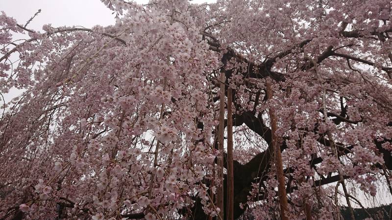 枝垂れ桜 時期