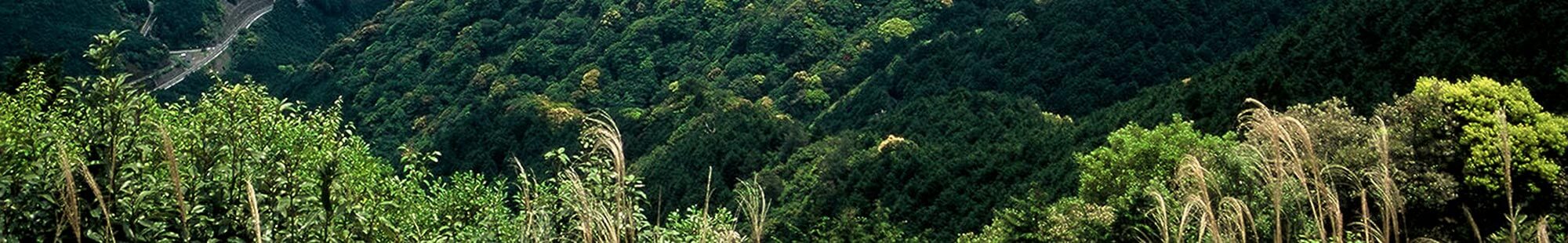 世界遺産熊野古道へ